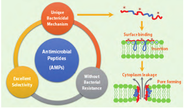 Design and synthesis of antimicrobial peptides