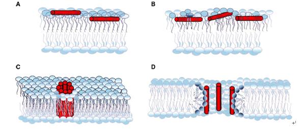 Design and synthesis of antimicrobial peptides