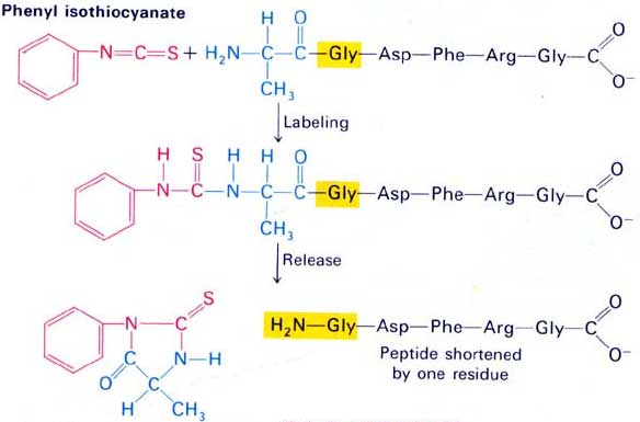 Peptide Characterization APIs(1): Identification