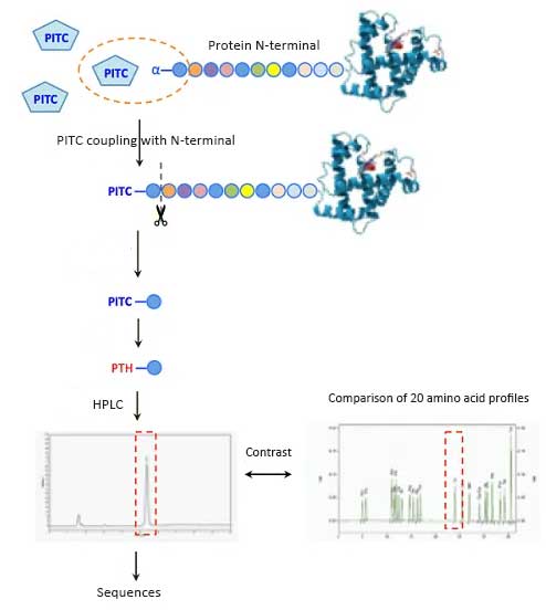 Specific steps of Edman degradation