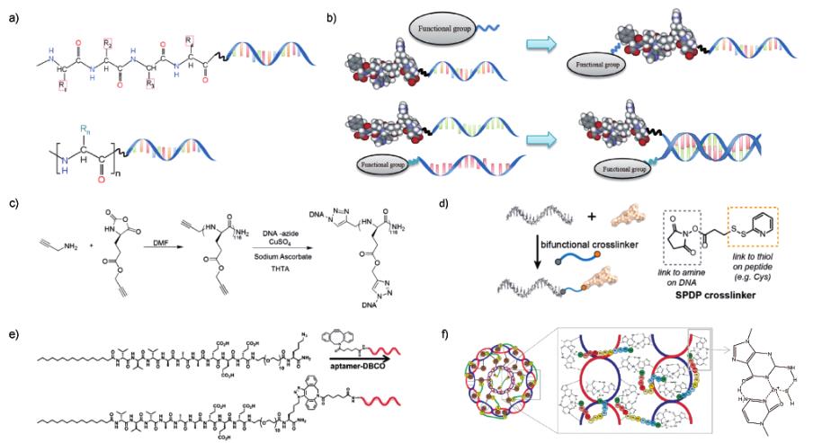 DNA-Peptide Composite Molecules