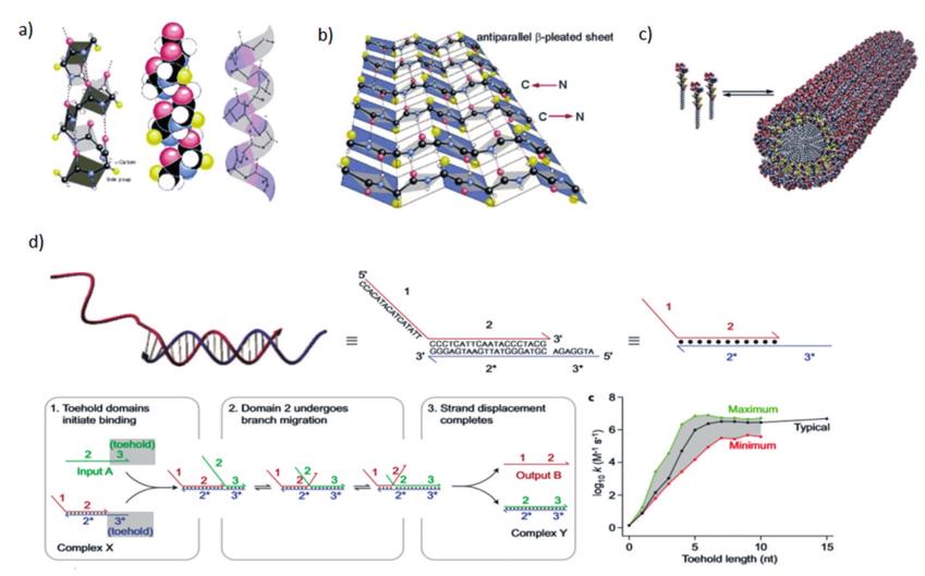 DNA-peptide complex molecule 2: self-assembly and regulation