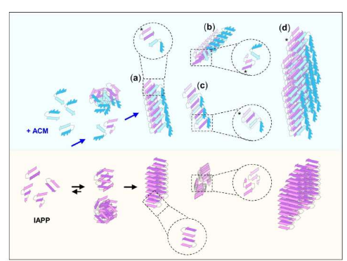 New synthetic peptides against Alzheimer's disease and type 2 diabetes