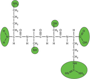 Peptide modification (1)