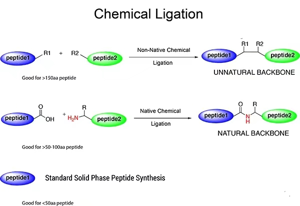 Solid phase synthesis of long peptides