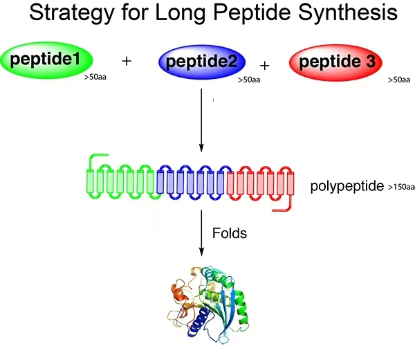 Solid phase synthesis of long peptides