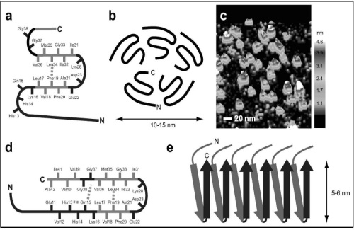 Aggregation forms and classification of Aβ oligomers