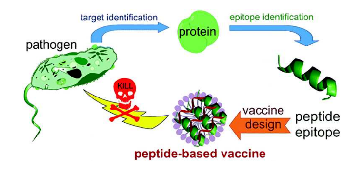 Common types of peptide drugs