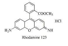 What are the classification of fluorescent labeled peptide