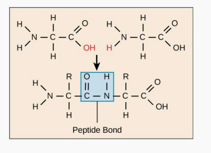 Progress in synthesis and application of peptide