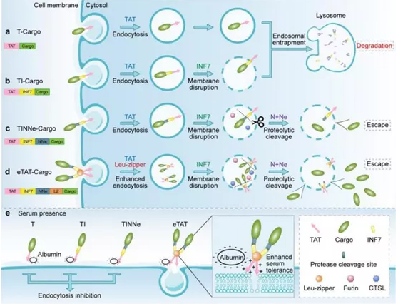 Multifunctional chimeric peptide entry strategy