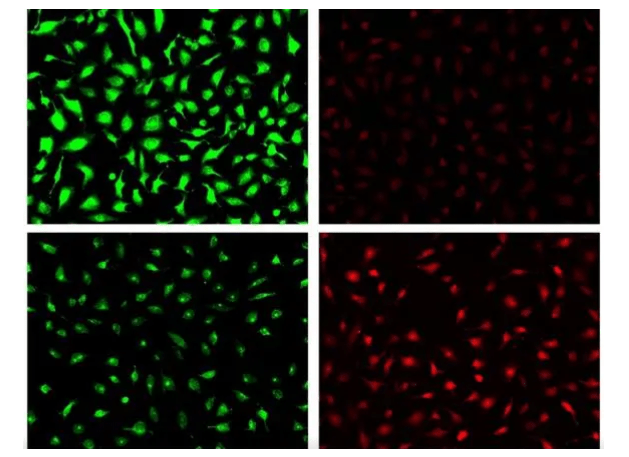 The difference between peptide fluorescent labeling and protein fluorescent labeling