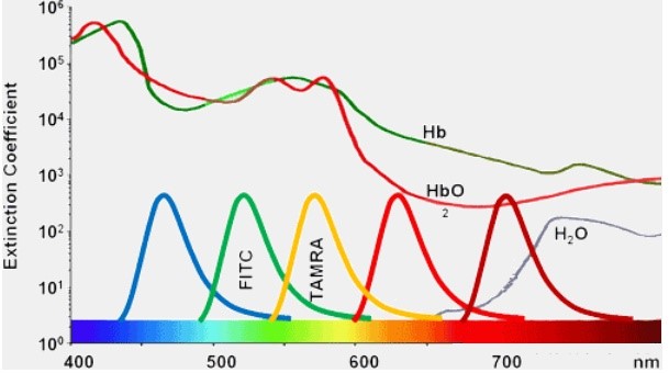 Peptide fluorescent labeling