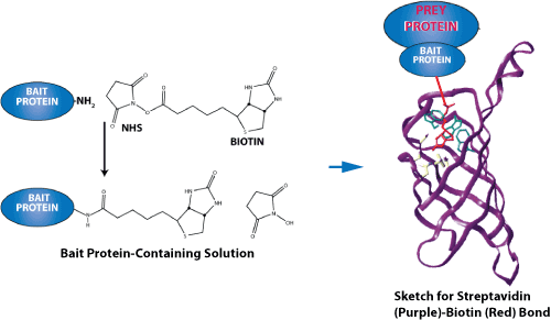 Biotinized peptide modification