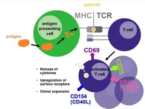 Design and synthesis of antigen peptide