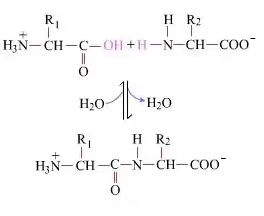 Principle of peptide bond formation in custom synthesis of peptides