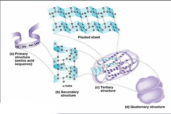 Principle of peptide bond formation in custom synthesis of peptides