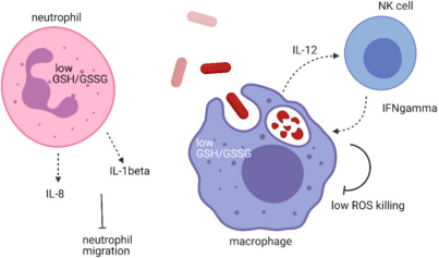 Study on the action principle of glutathione in virus