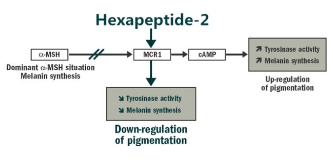 Hexapeptide-2