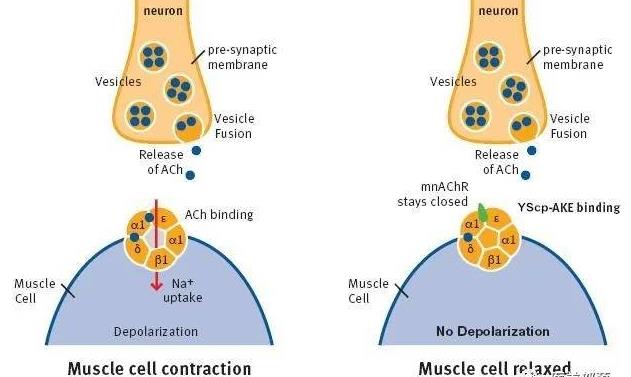 SYN-AKE Peptide