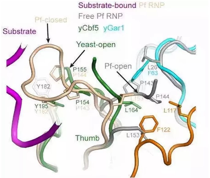 Peptides have many benefits for the human body