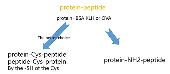 KLH Conjugation and BSA, OVA-1