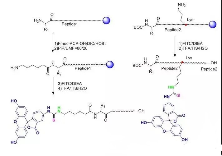 Labeled Amino Acid