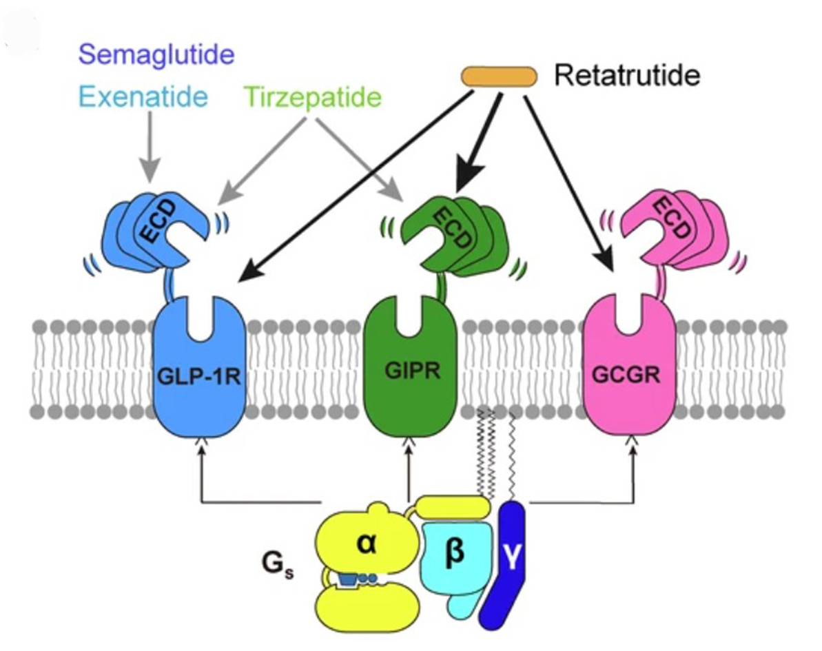 omizzur is Retatrutide Peptide supplier omizzur is Retatrutide Peptide supplier