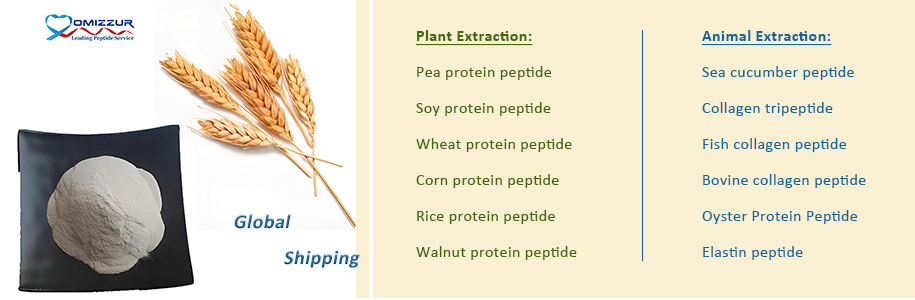 Wheat Protein Peptide Wheat Protein Peptide