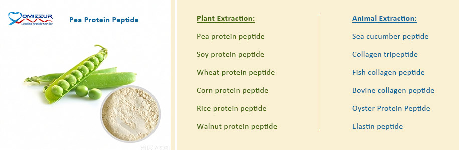 Pea Protein Peptide Pea Protein Peptide