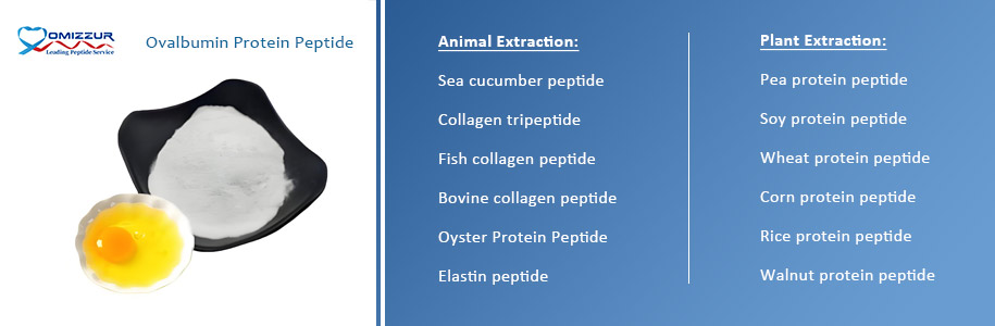 Ovalbumin Protein Peptide Powder