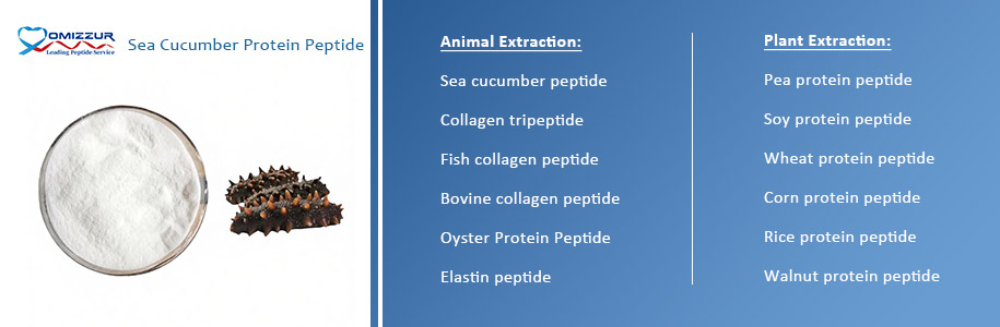 Sea Cucumber Protein Peptide Sea Cucumber Protein Peptide