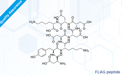 FLAG Peptide